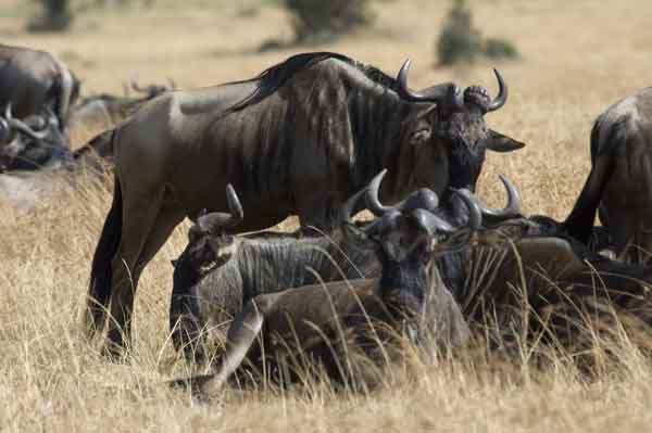 09 - Kenia - Nus - reserva nacional de Masai Mara